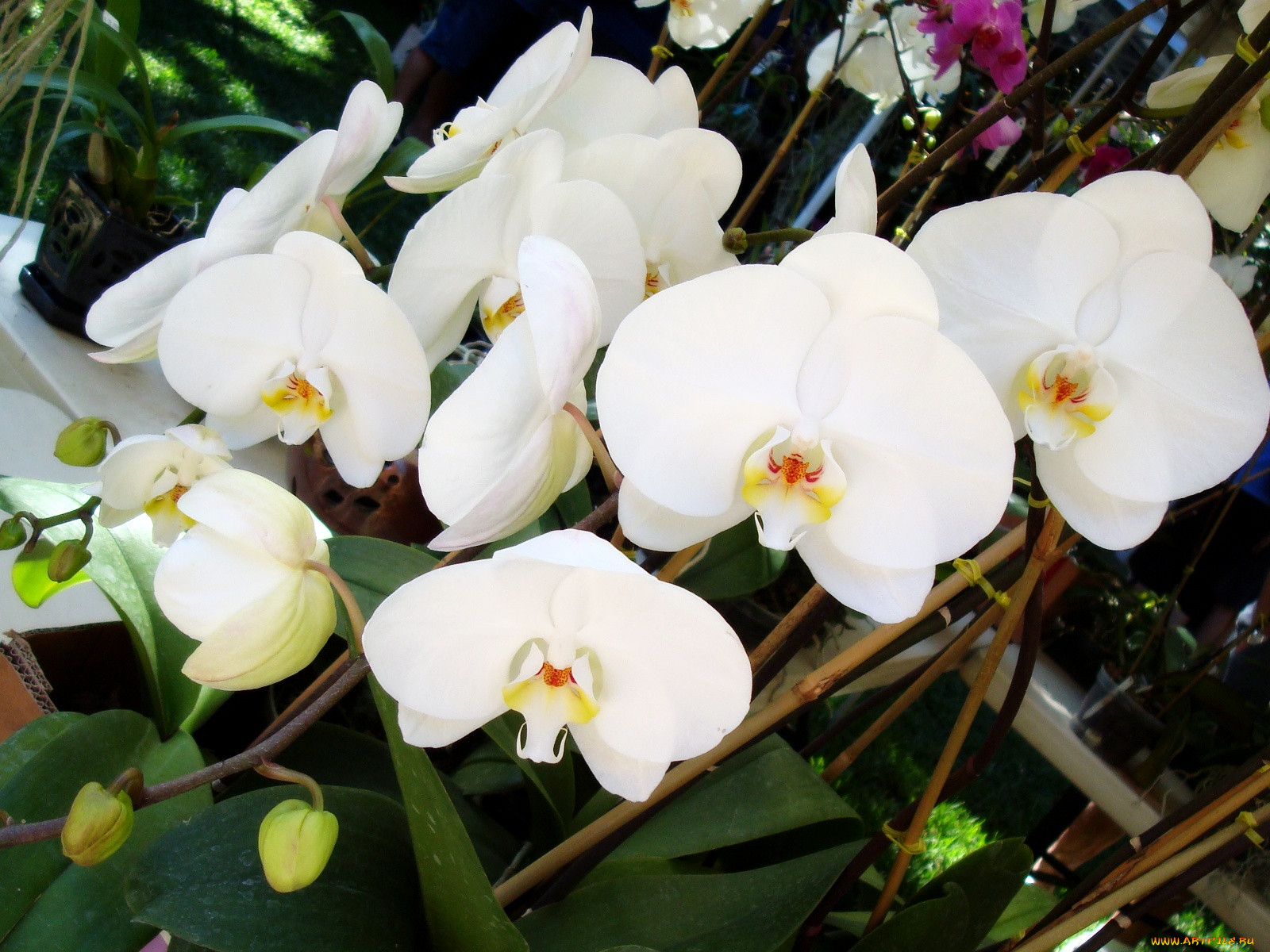 Белые сорта орхидей фаленопсисов